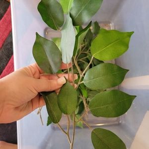 Leaf branches